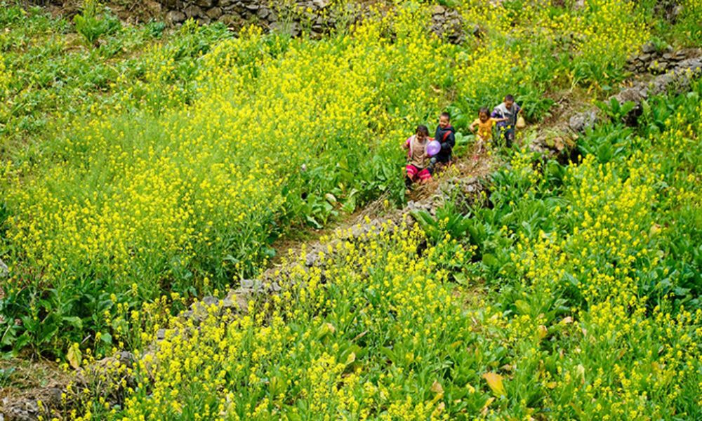 ha-giang-canola-flowers-and-highland-festivals